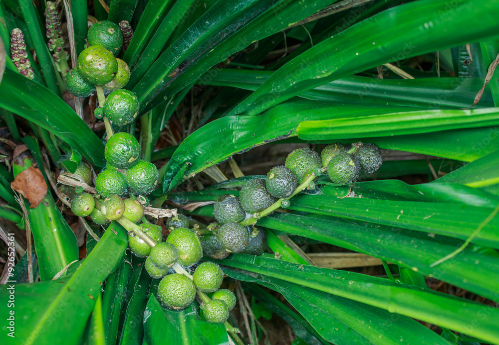 Aspidistra sutepensis