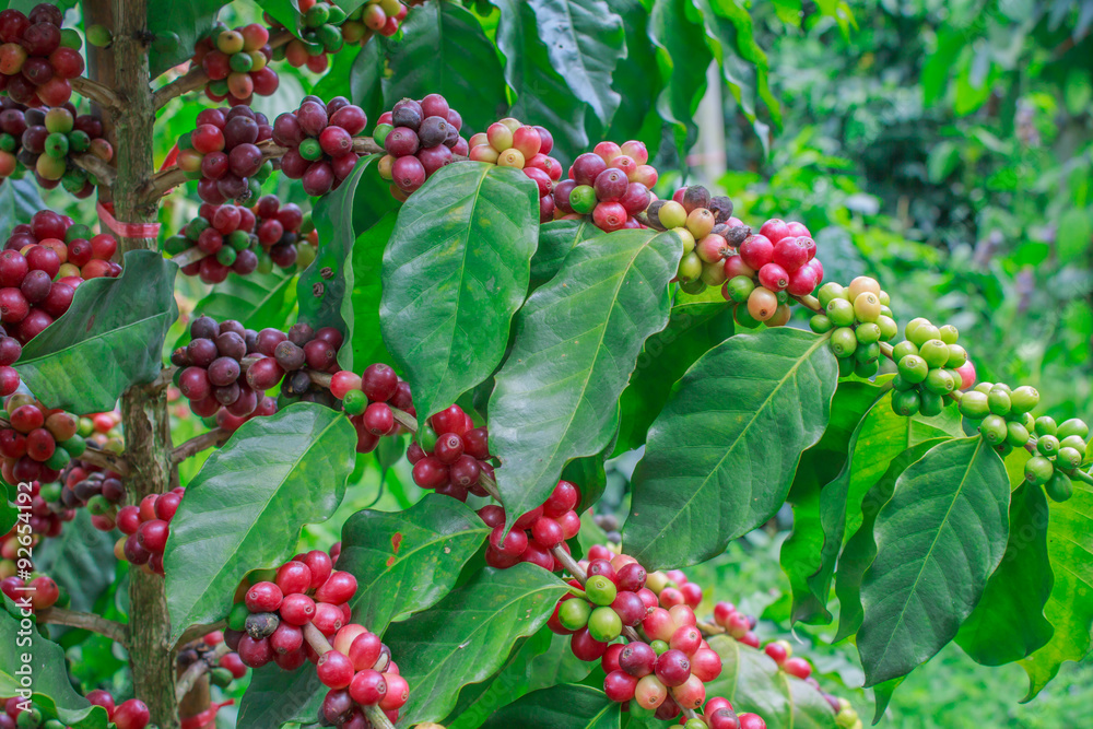 coffee on tree