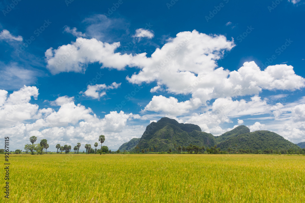 blue sky and field rice