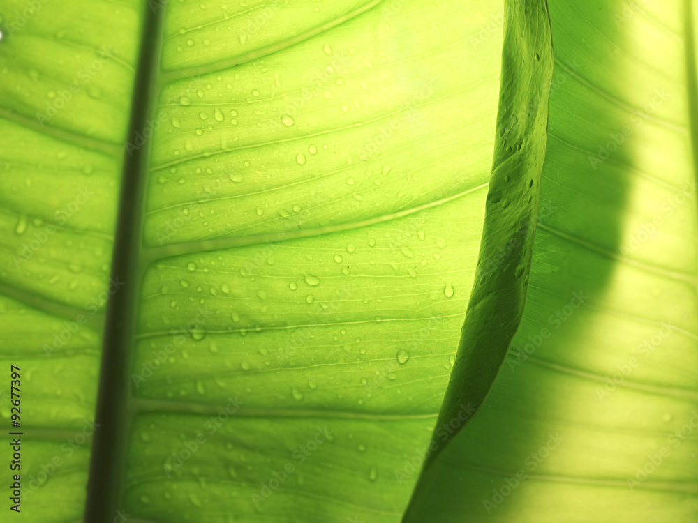 green leaf background