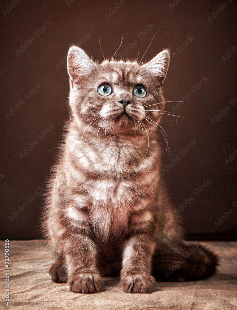 portrait of british kitten