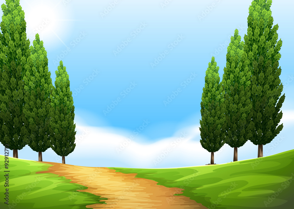 Nature scene with trail and pine tree