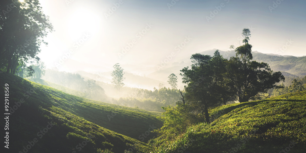 美丽日出茶园概念全景