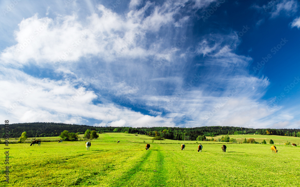 Himmel über der Weide