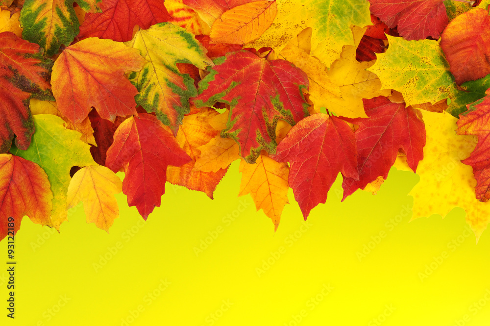 autumn leaves background