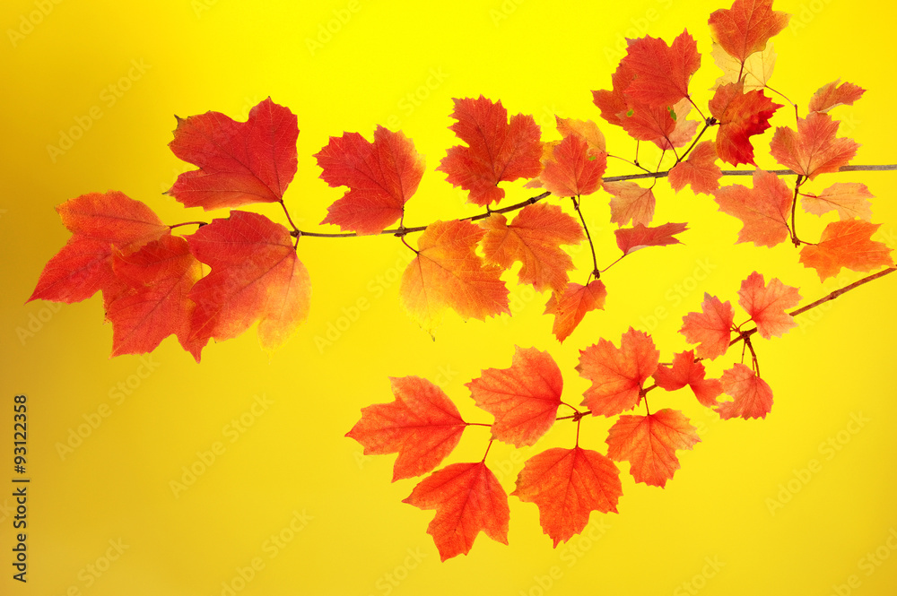 autumn leaves background