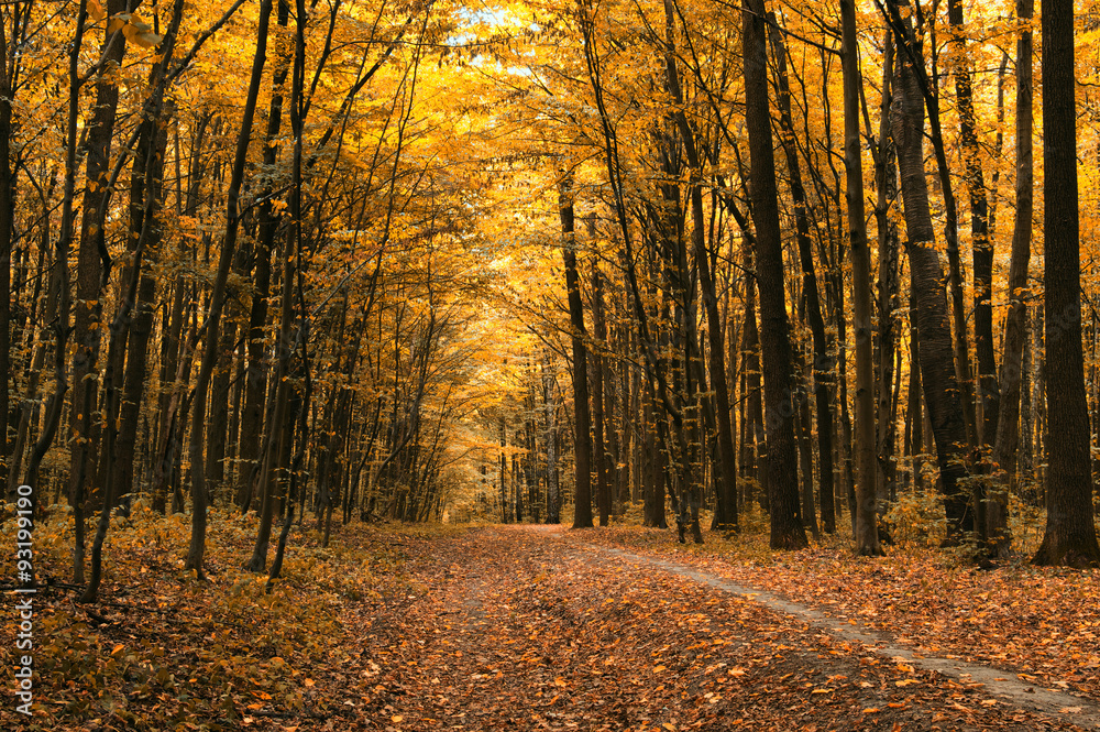 autumn trees