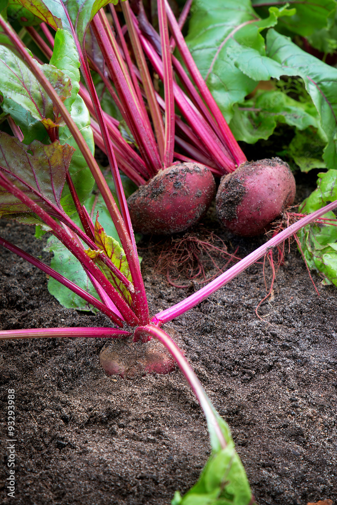 Beetroot in the ground