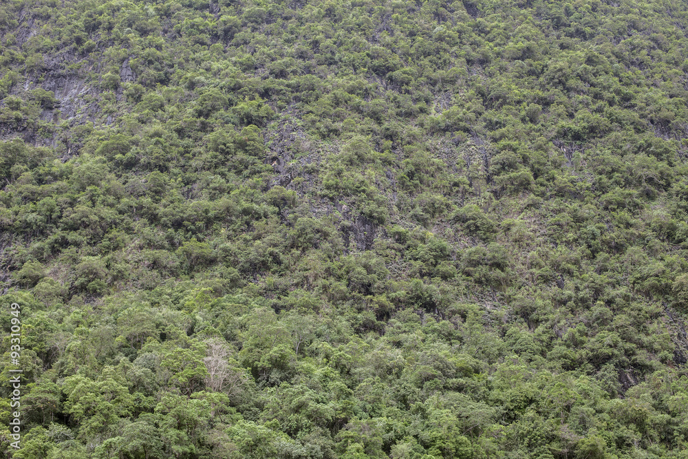 攀牙雨林，热带森林，山脉，岩石，