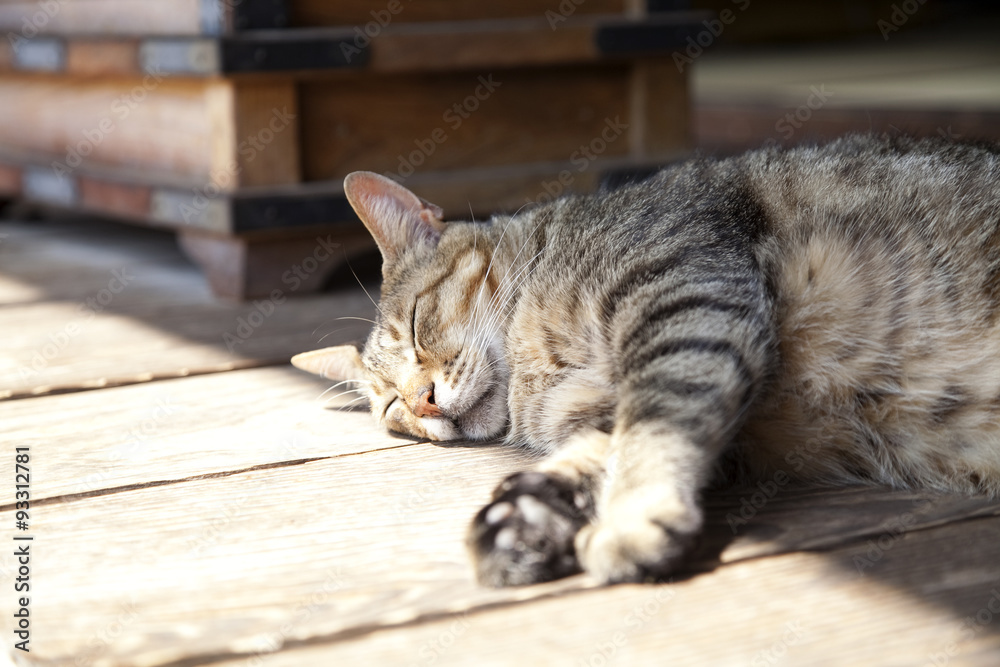 ねこ