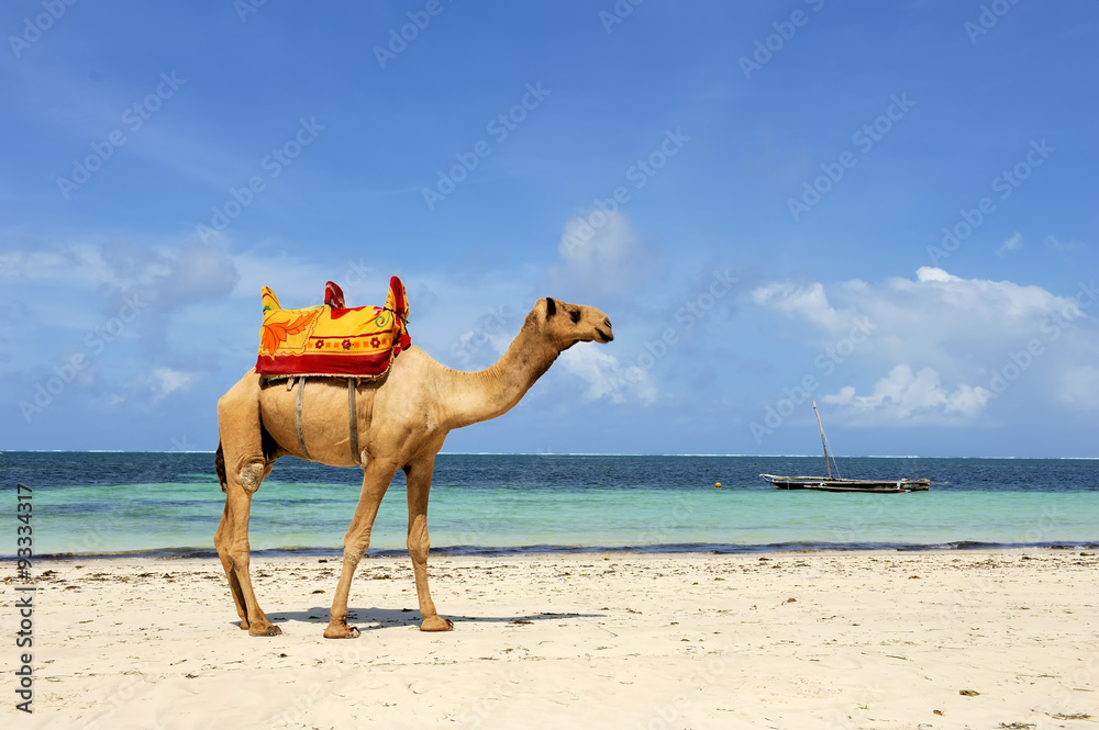 Camel on a beach coast