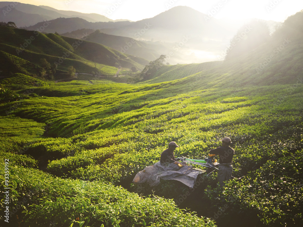 茶树丰收山园丁概念