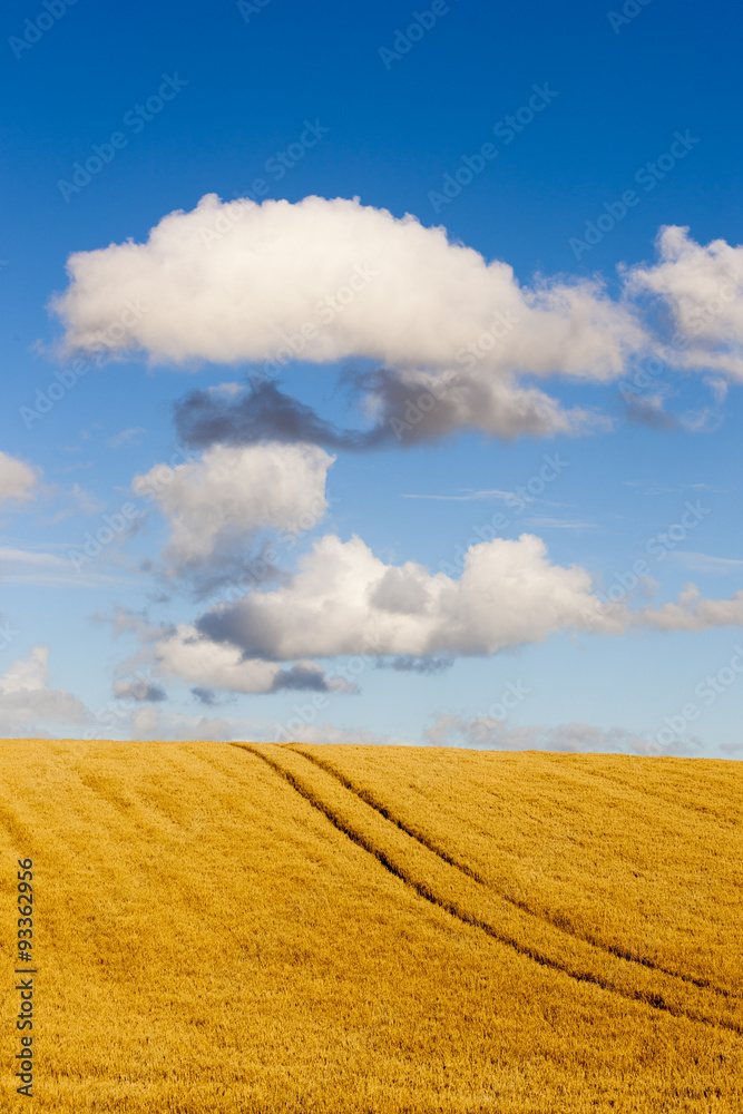 Goldenes Weizenfeld