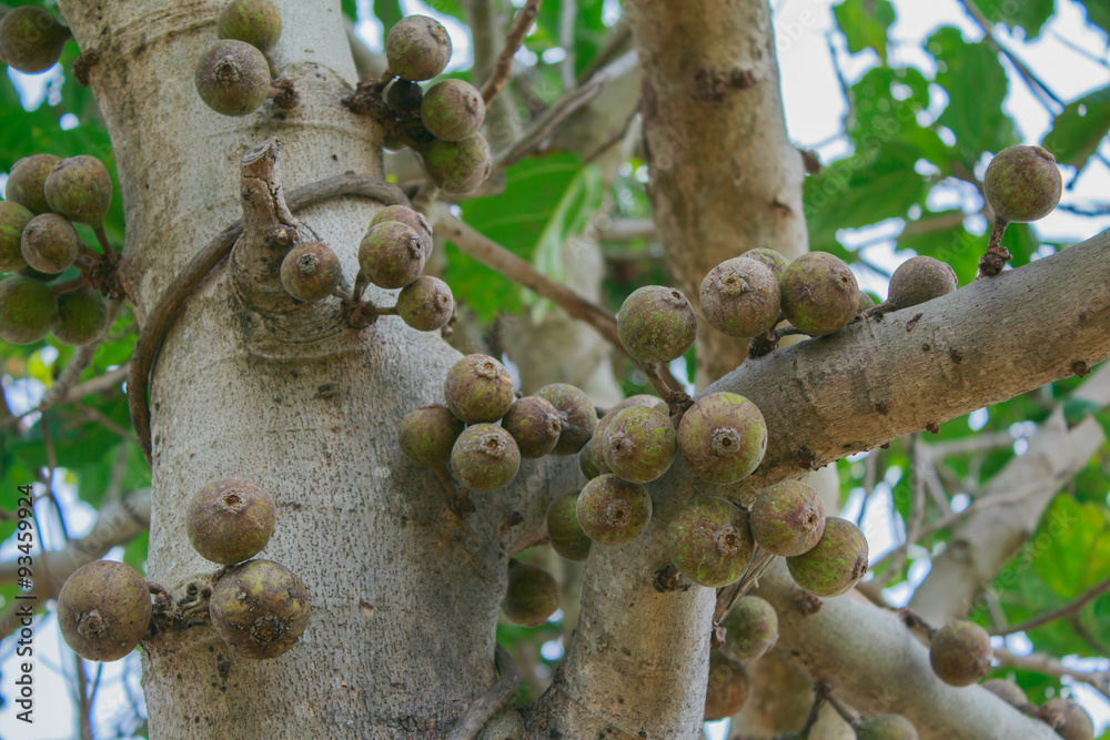 树上的无花果（Ficus raceosa Linn.）