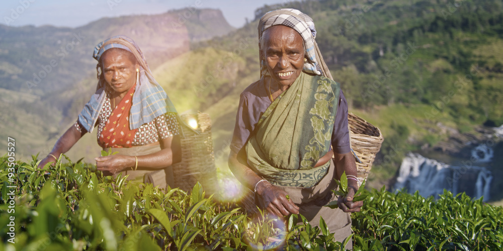 Two Tea Pickers Smile As They Pick Leaves Concept