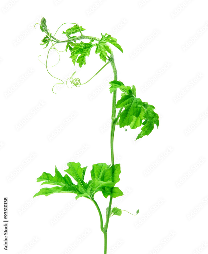 green creeping plant on white background