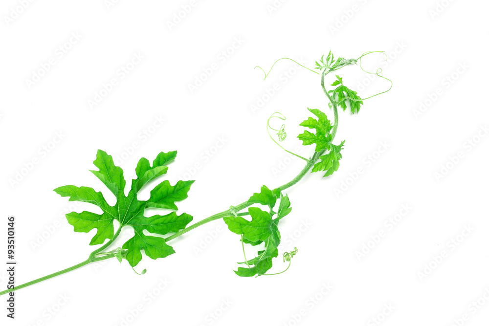 green creeping plant on white background