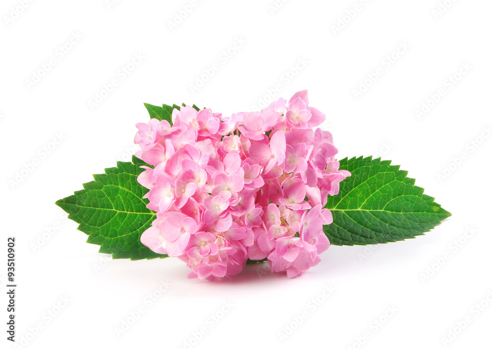 sweet  hydrangea flowers on a white background