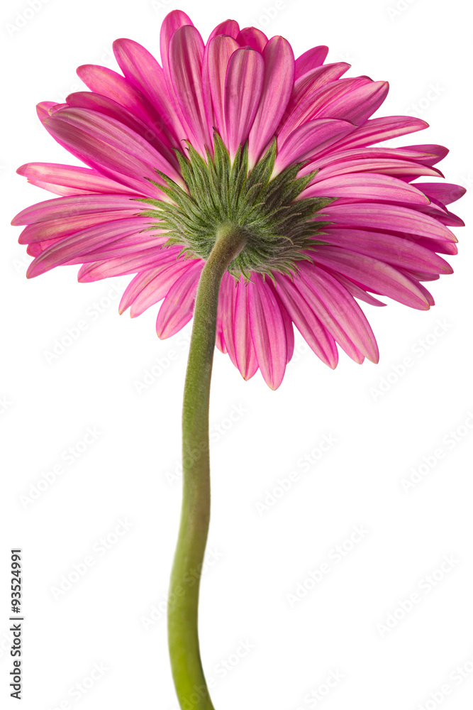 Pink gerbera flower on white