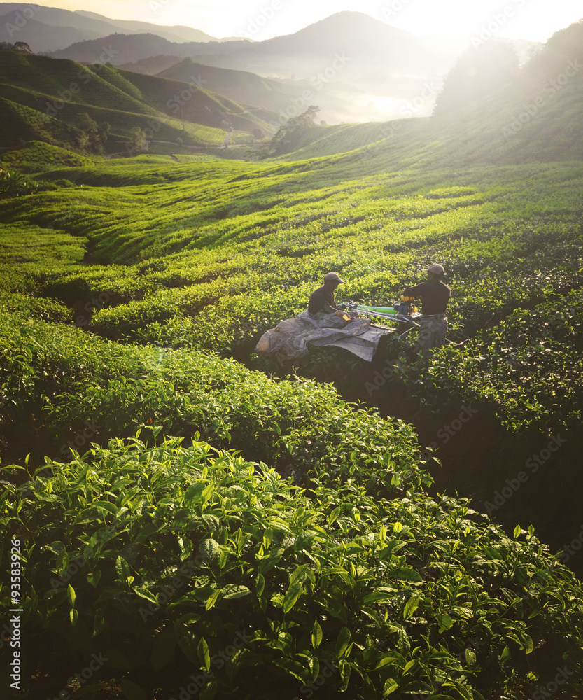 Tea Pickers Agriculture Growth Harvest Plantation Concept