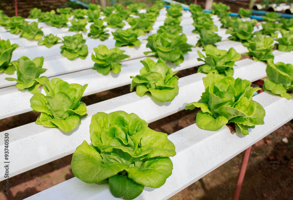 Fresh butterhead salad lettuce ,Organic Fram