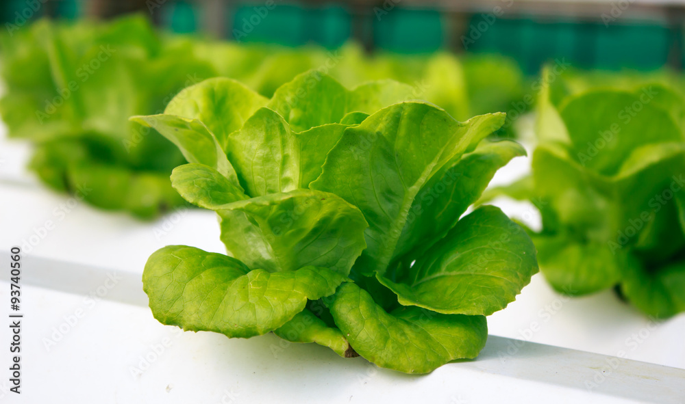 Fresh butterhead salad lettuce ,Organic Fram