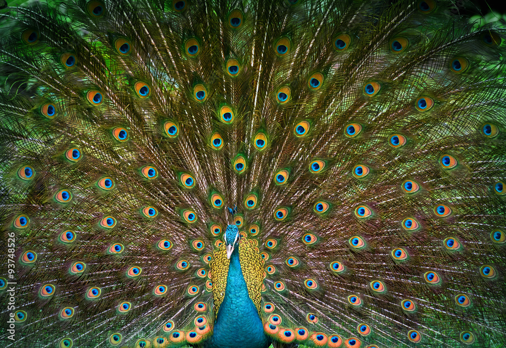 Peacock displays his beautiful tail