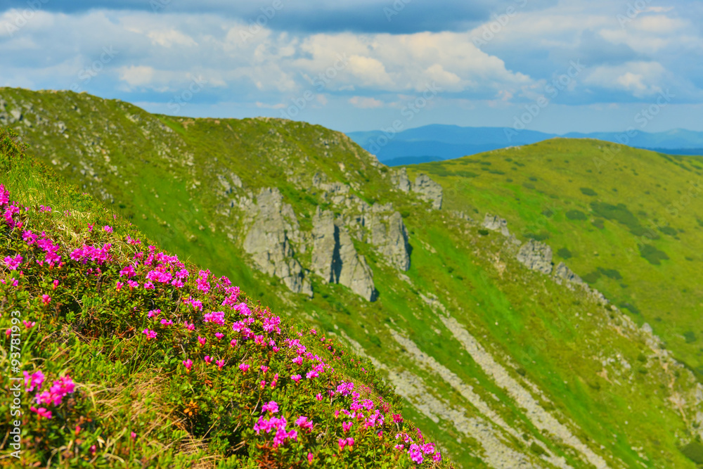 夏山花