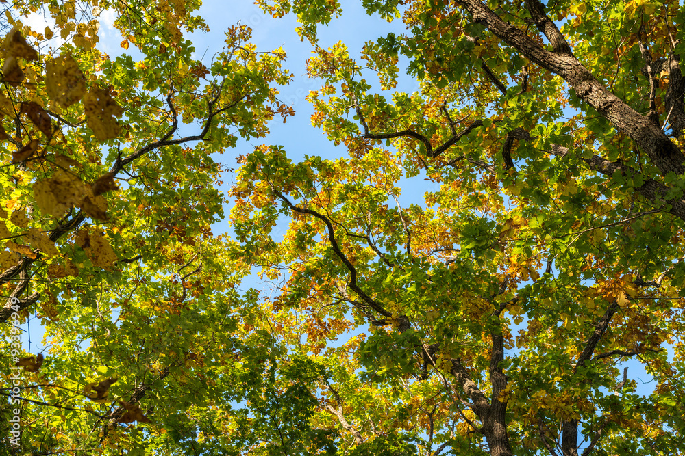 Tree branches in autumn forest. Natural background.