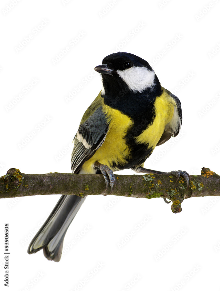 great tit