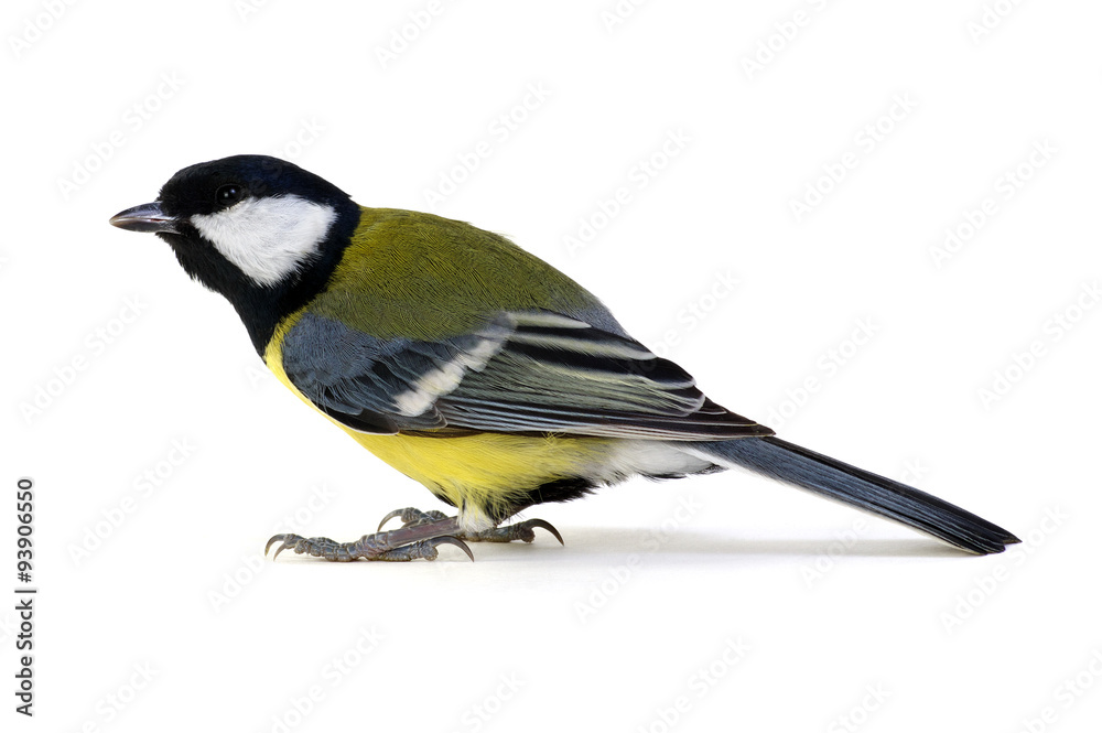 great tit