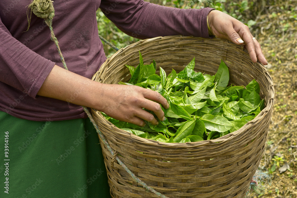 Mujer seleccionando y recogiendo té