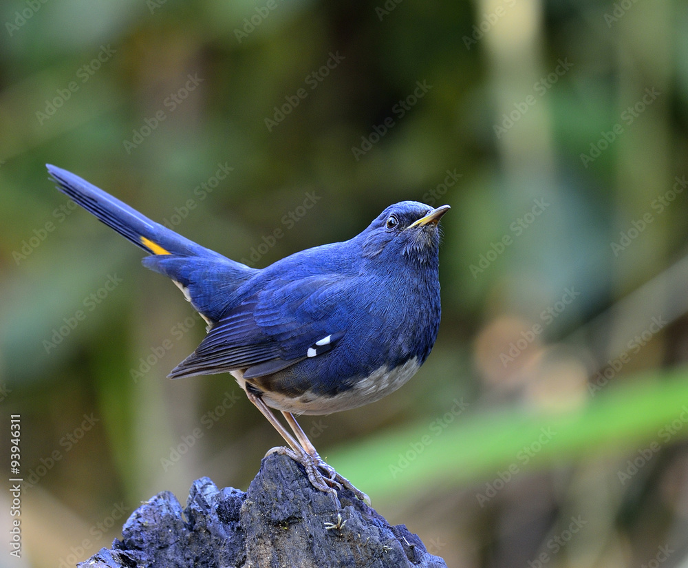 白腹红腹蛛（Hodgsonius phaenicuroides）雄蛛