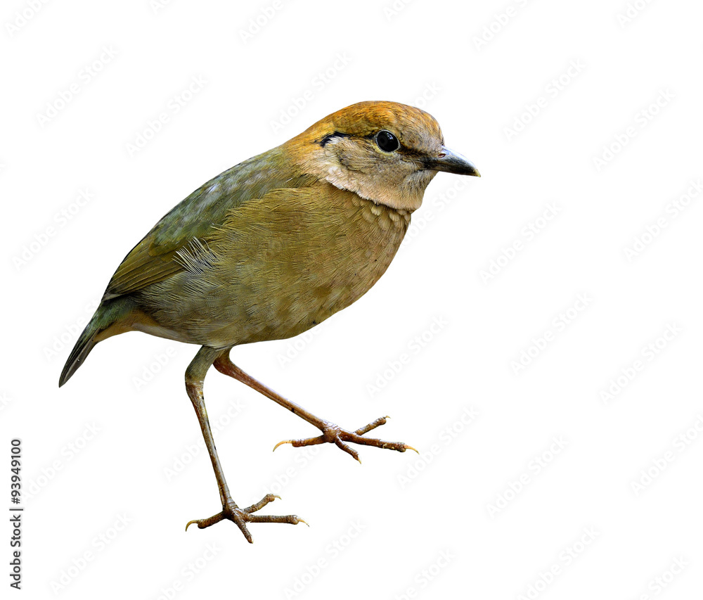 Rusty Napped Pitta，一只美丽的棕色站立鸟，被隔离在上面