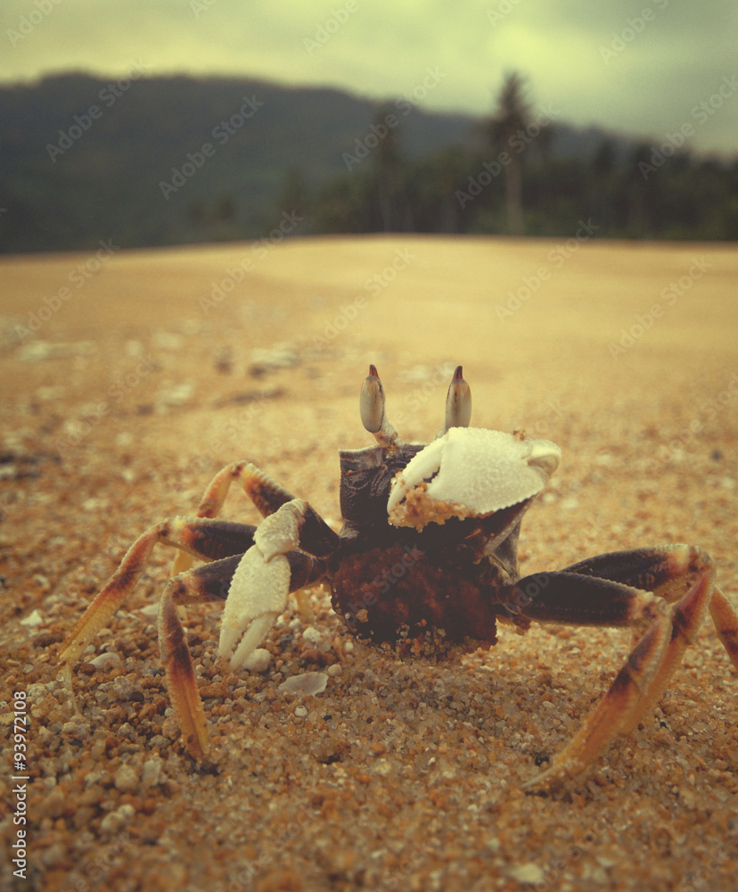 螃蟹沙滩海岸线热带贝壳海洋概念