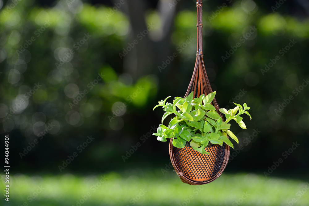 篮中植物