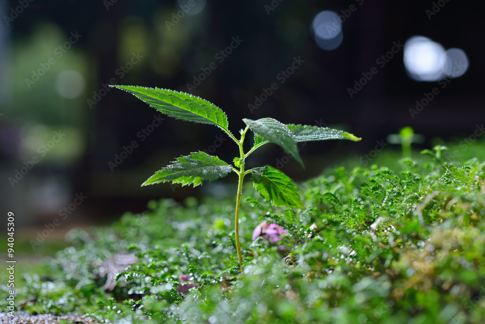 生长在覆盖着苔藓的潮湿地面上的年轻植物