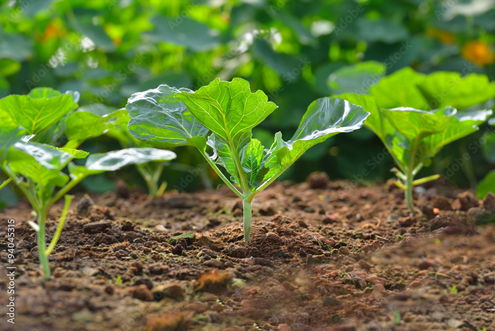 Chinese kale vegetable growing out of the earth on in garden