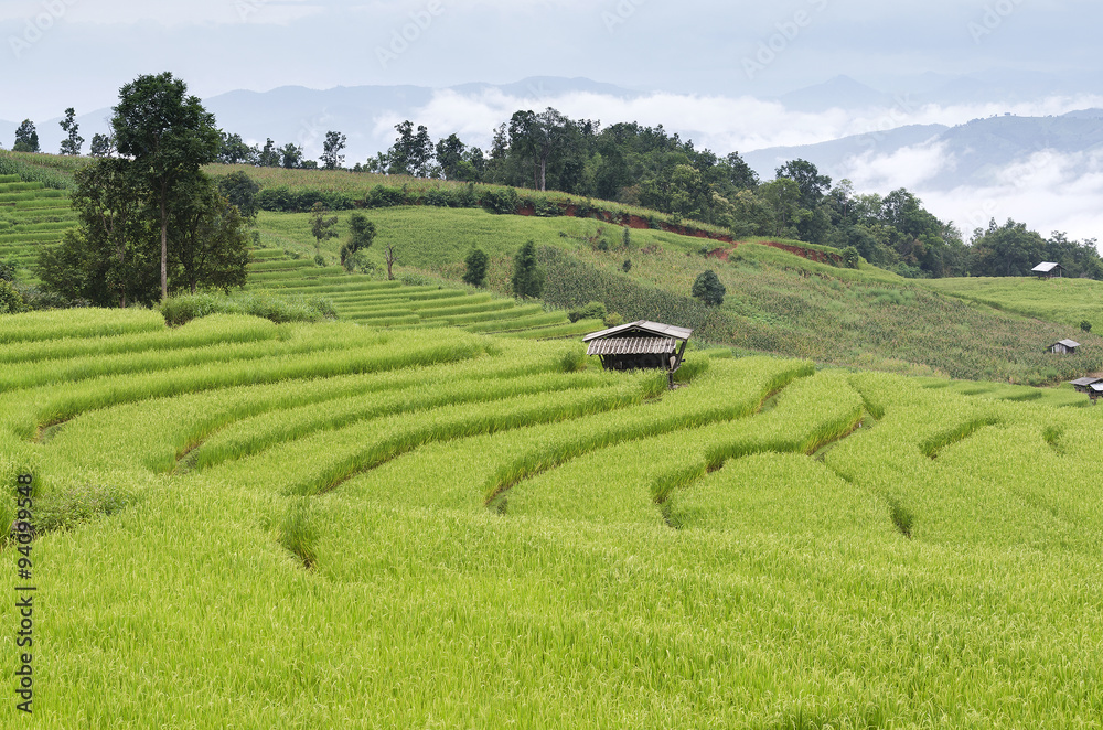 green Terraced Rice Field in Chiangmai, Thalian