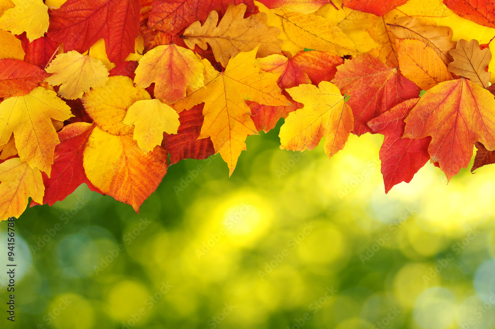 autumn leaves background