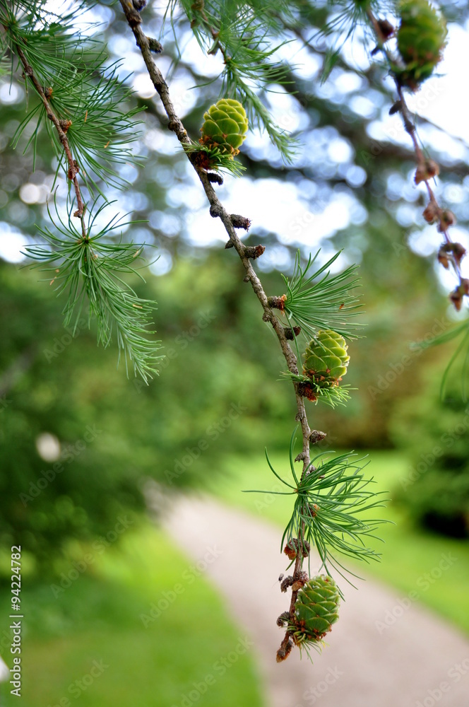 Larch tree by a path in a park