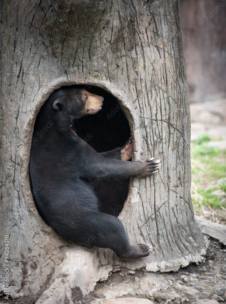 Sun bear in its lair