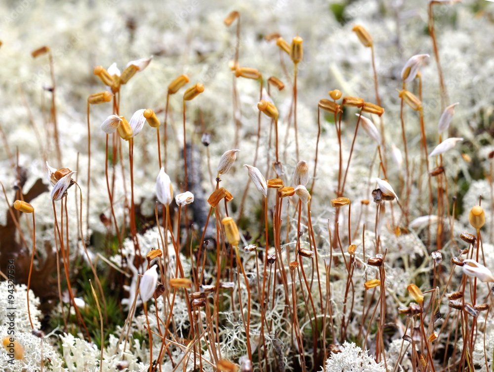 毛苔孢子囊特写