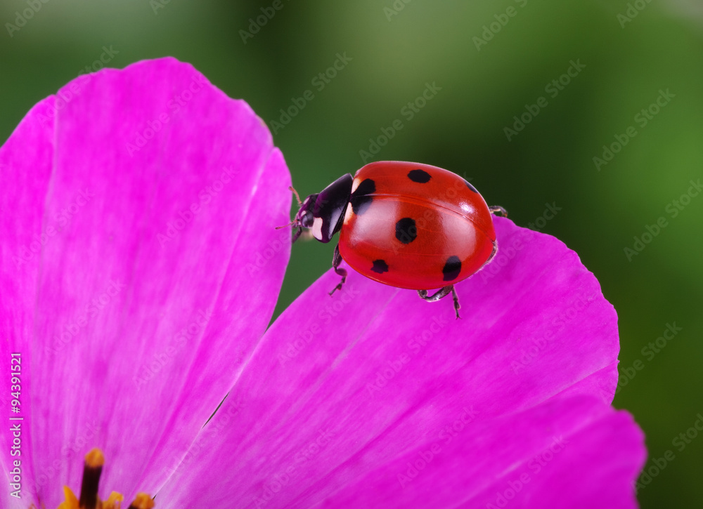 Ladybug