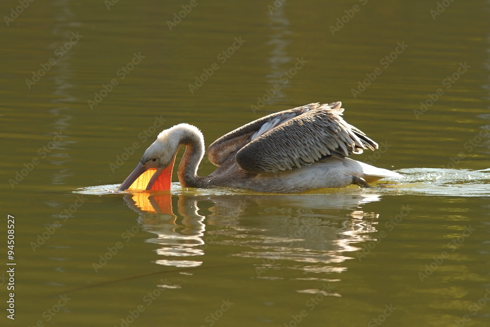 juvenile great pelican fishing