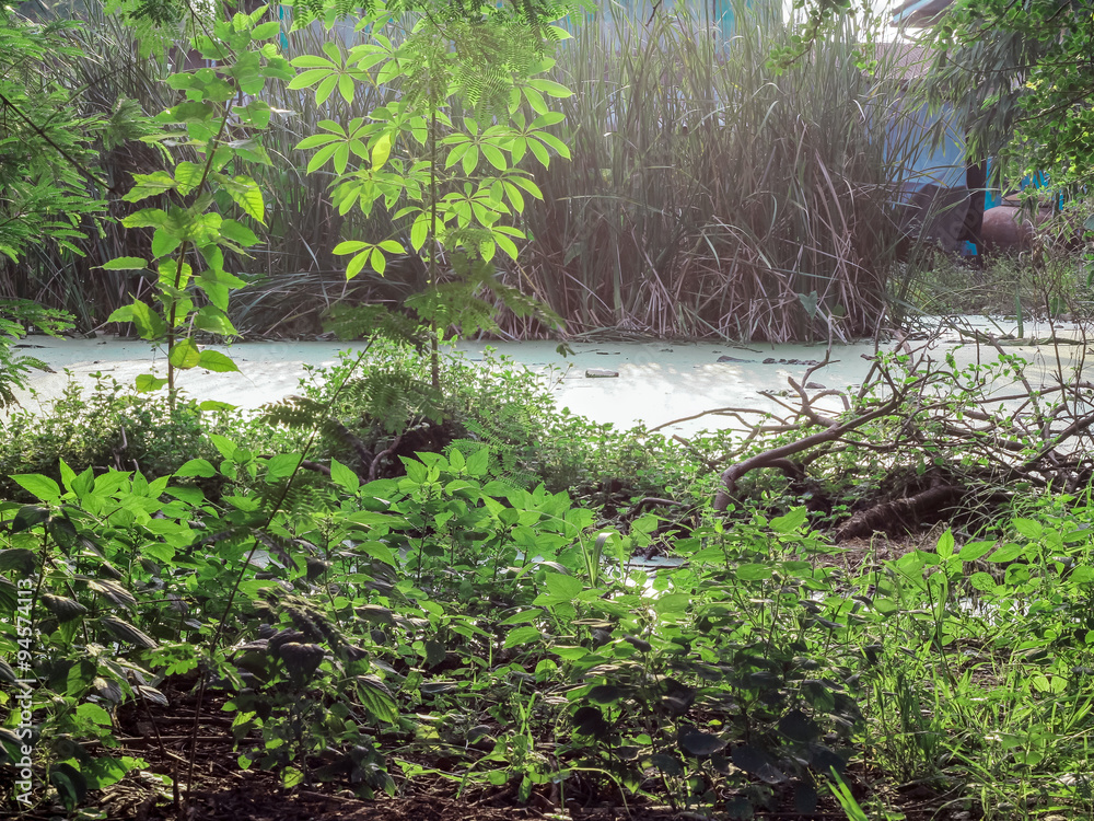 Low angle view of a swamp pond