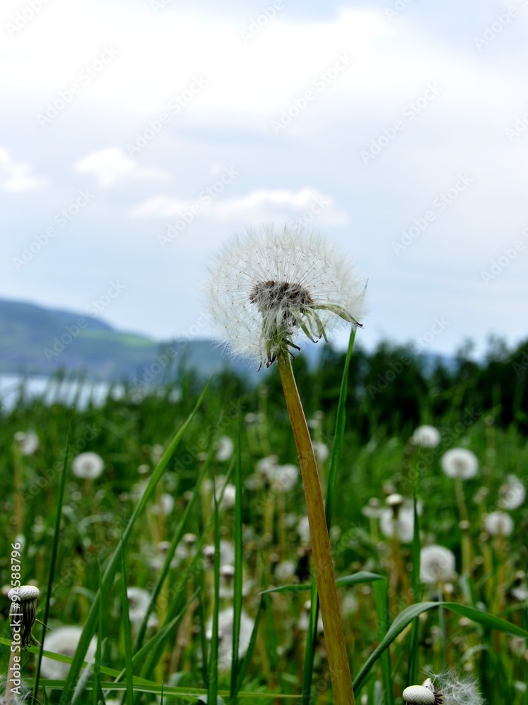 蒲公英籽草地