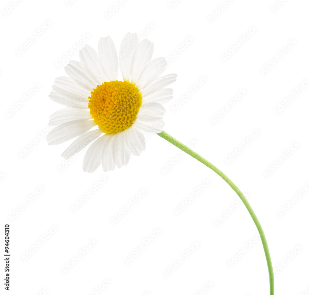 Chamomile isolated on white background. cutout