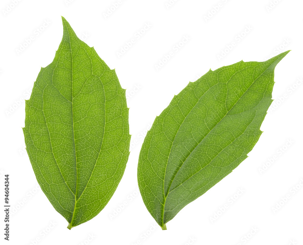 Jasmine leaf isolated on white background