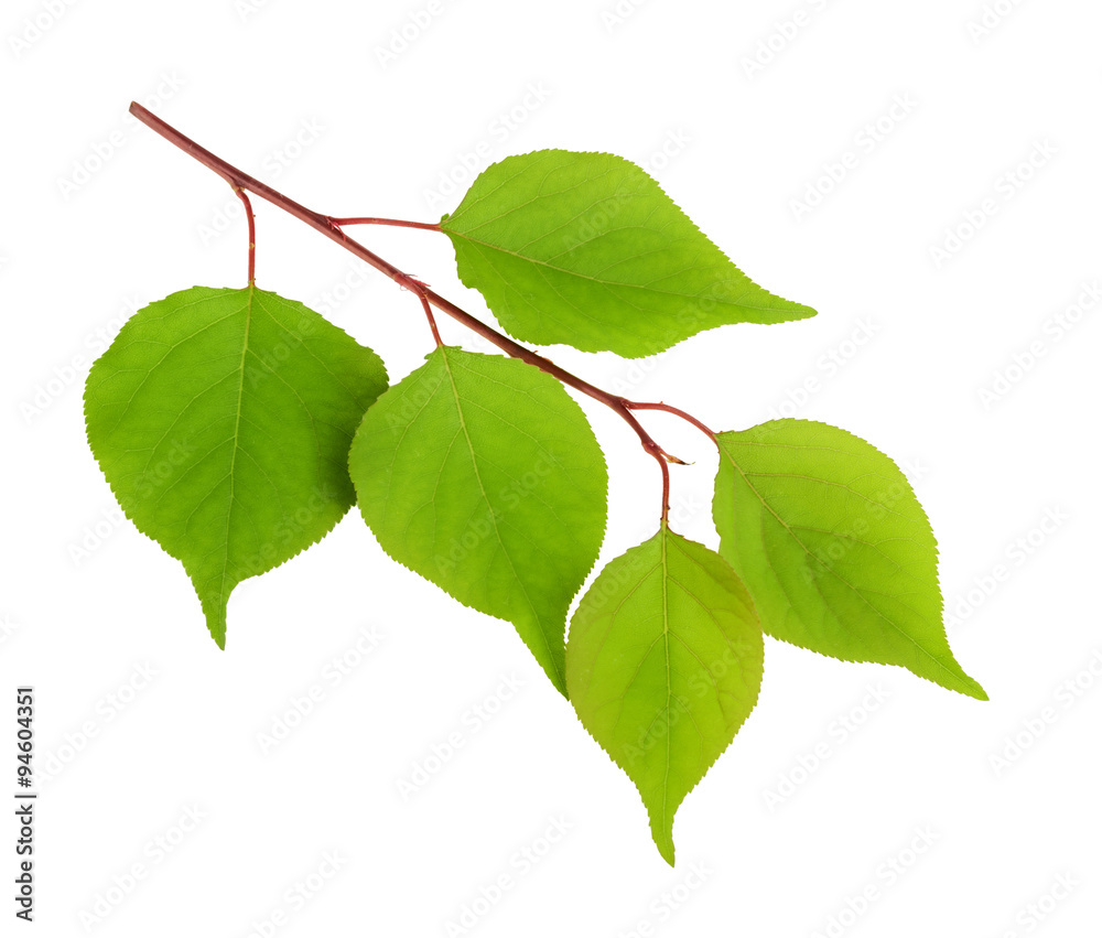 apricot leaves isolated